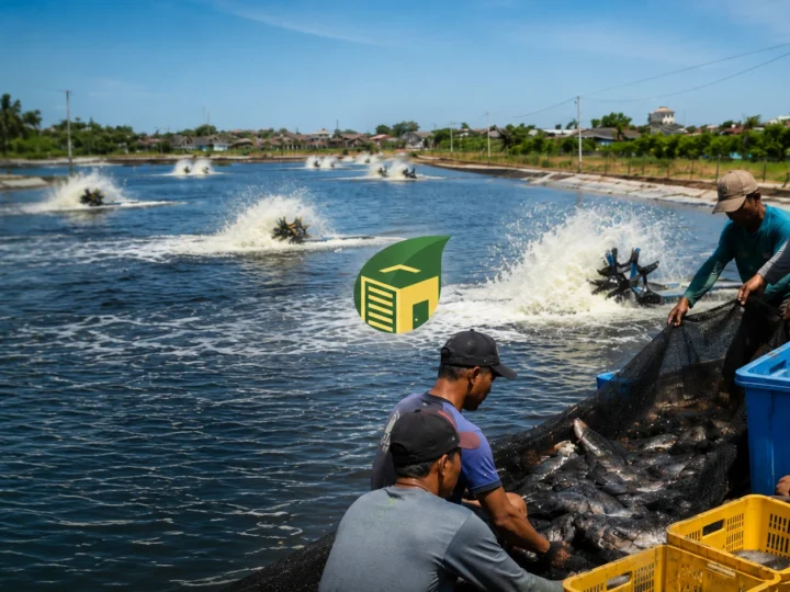 Panen ikan kerapu bersama masyarakat Desa Bagan Arya dalam program pemberdayaan nelayan Bina Ummah.
